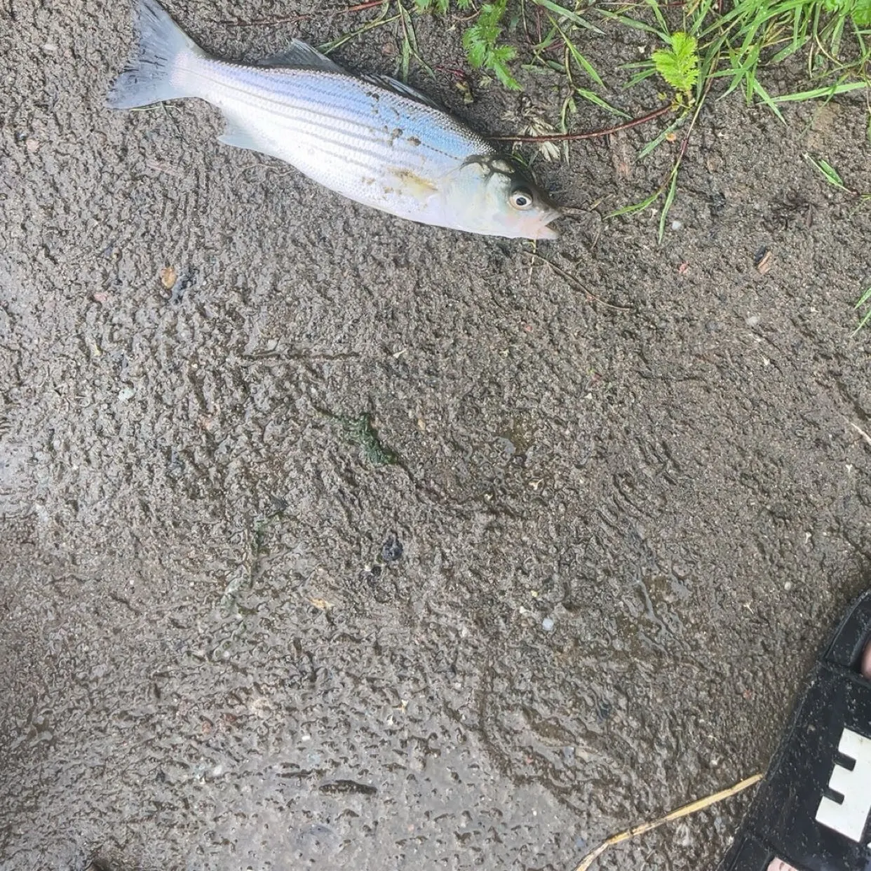 The most recent West Atlantic bonefish catches on Fishbrain