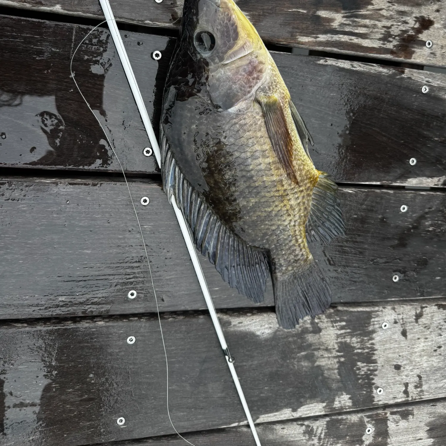 The most recent Blue tilapia catches on Fishbrain