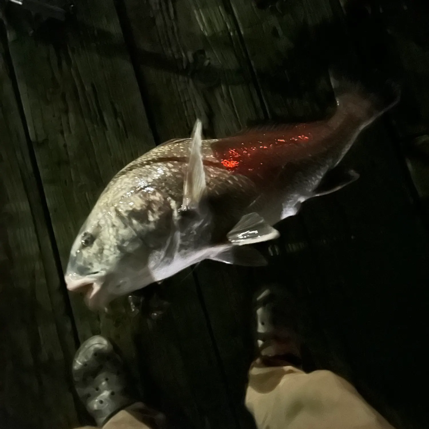 The most recent Sheepshead catches on Fishbrain