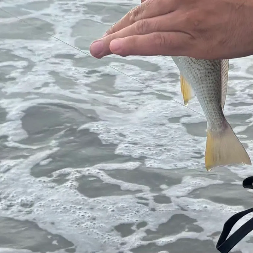 Yellowfin croaker caught on Fishbrain