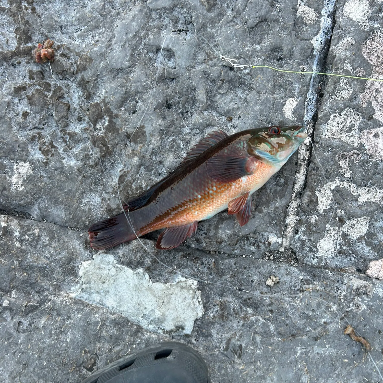 The most recent Ballan wrasse catches on Fishbrain