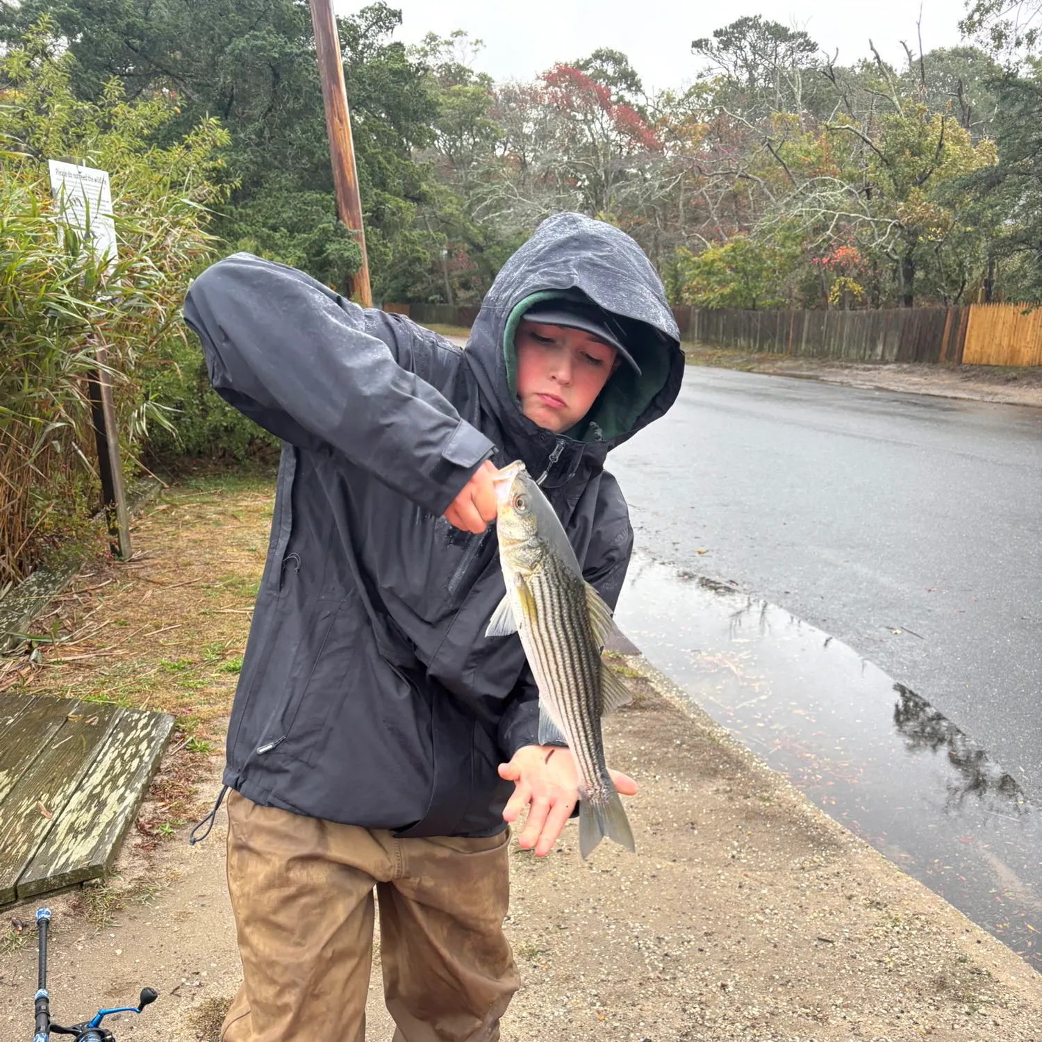 Striped bass caught on Fishbrain