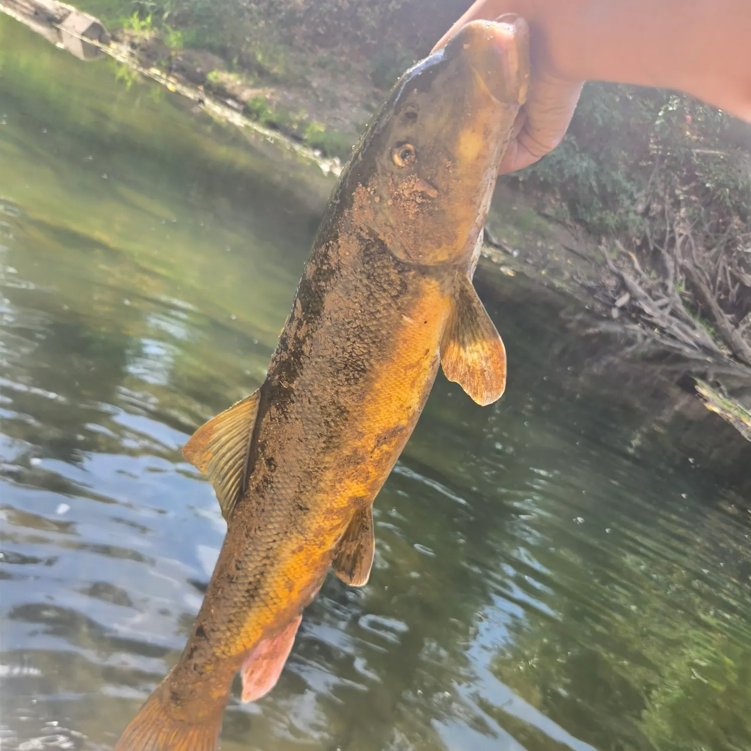 Sacramento sucker caught on Fishbrain