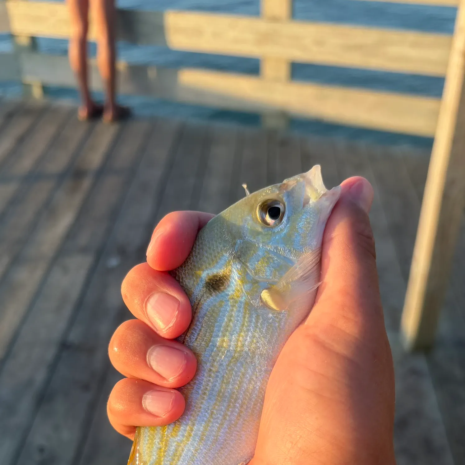Pinfish caught on Fishbrain
