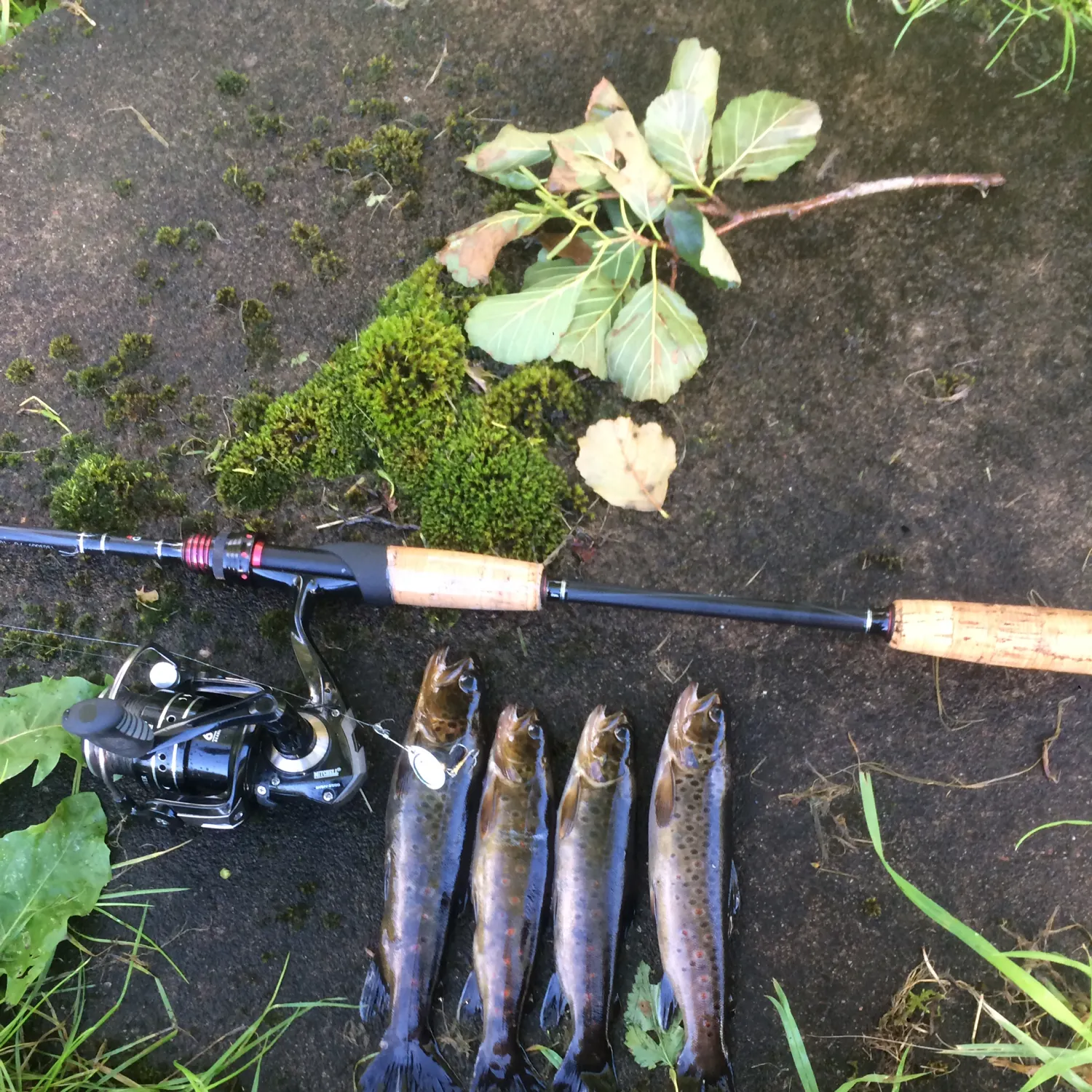 recently logged catches