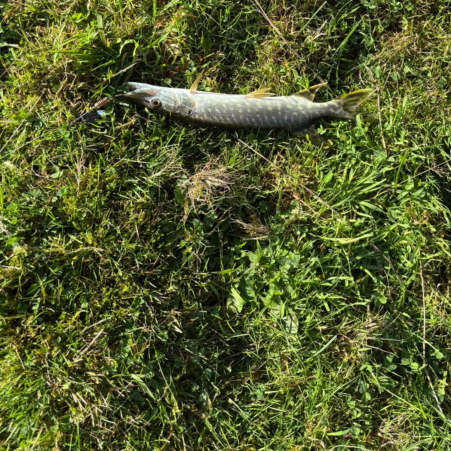 Northern pike caught on Fishbrain