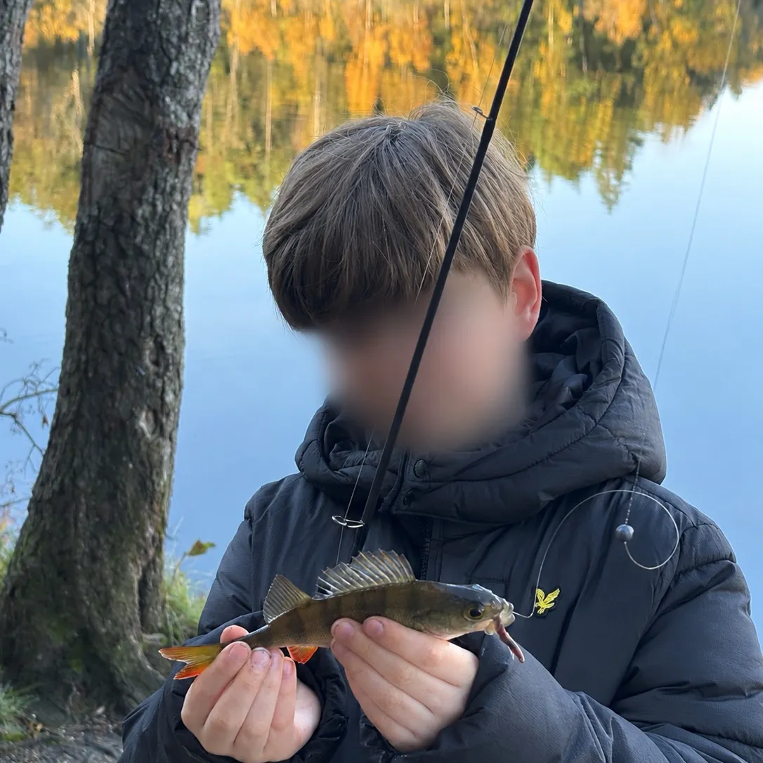European perch caught on Fishbrain