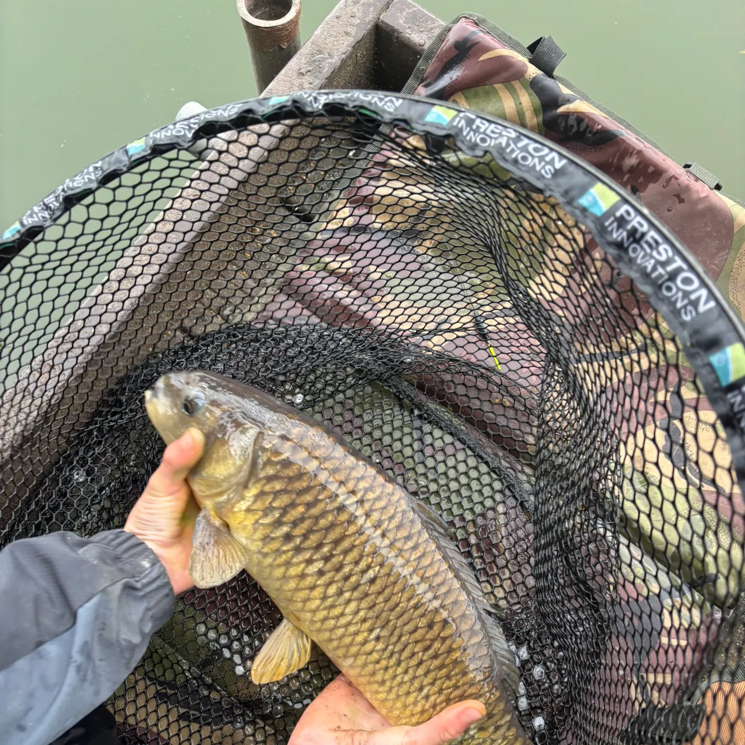 Common carp caught on Fishbrain