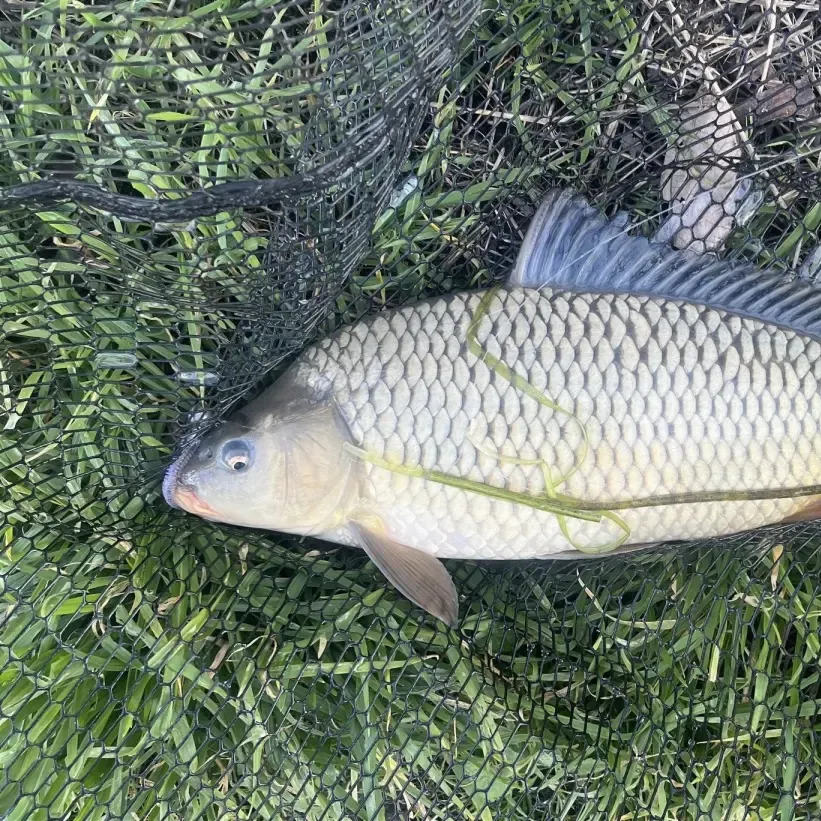 Common carp caught on Fishbrain