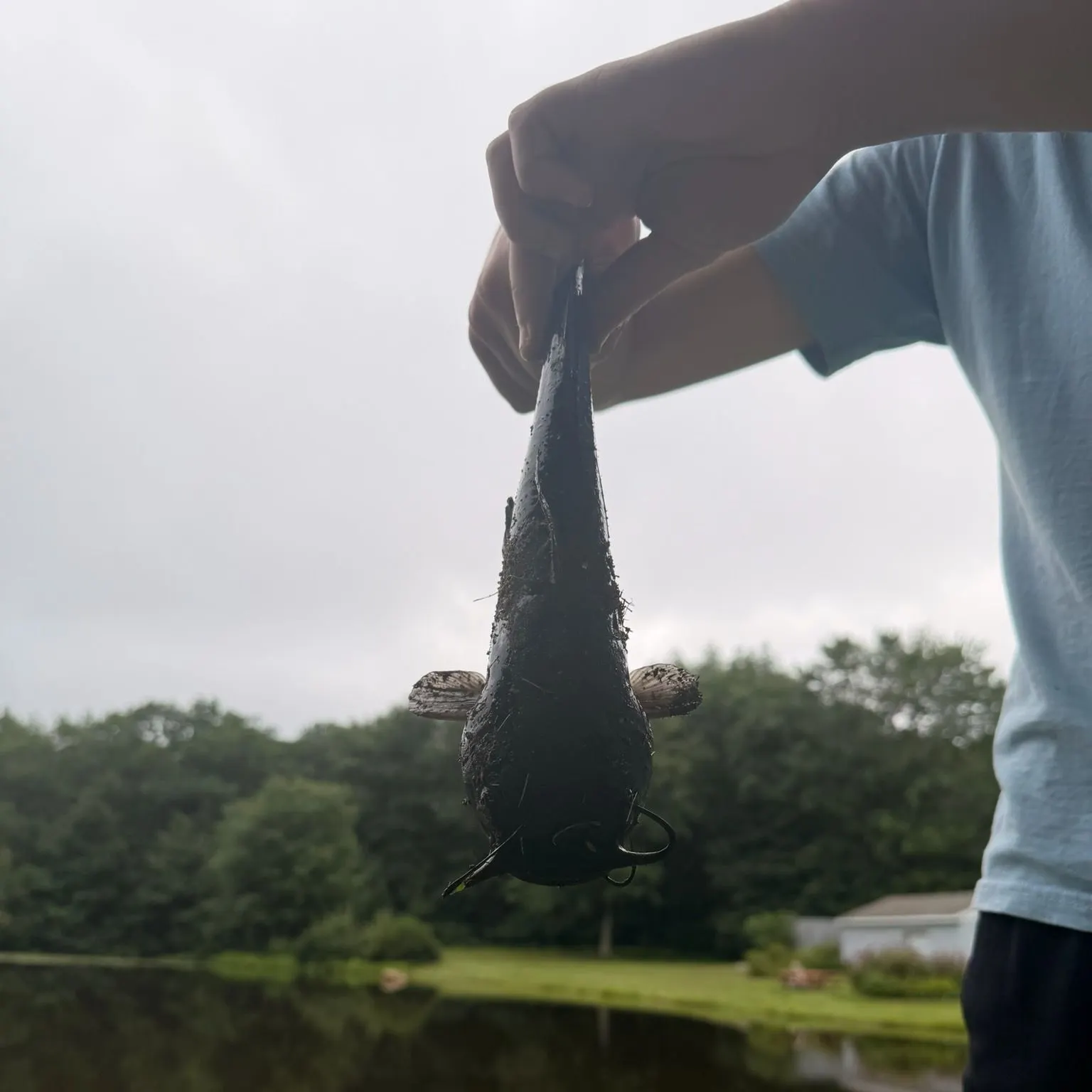Black bullhead caught on Fishbrain