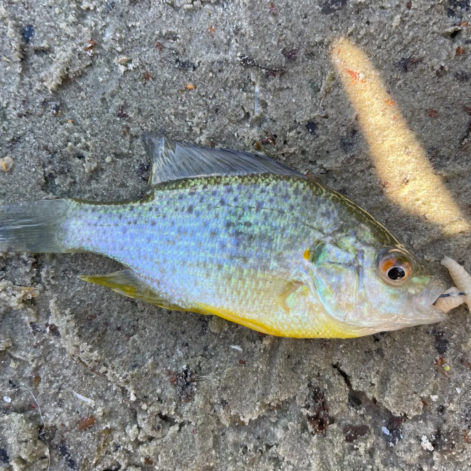 Pumpkinseed caught on Fishbrain