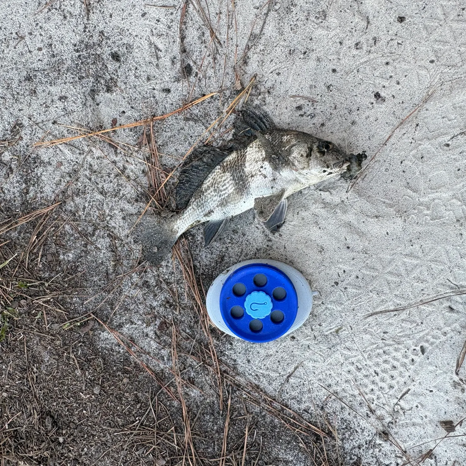 Black drum caught on Fishbrain