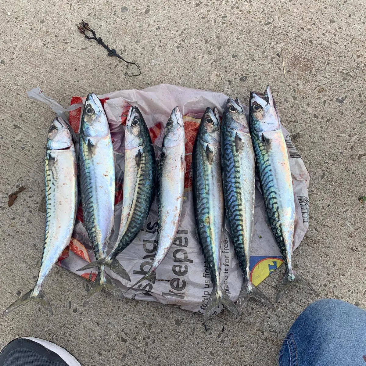 The most recent Atlantic mackerel catches on Fishbrain
