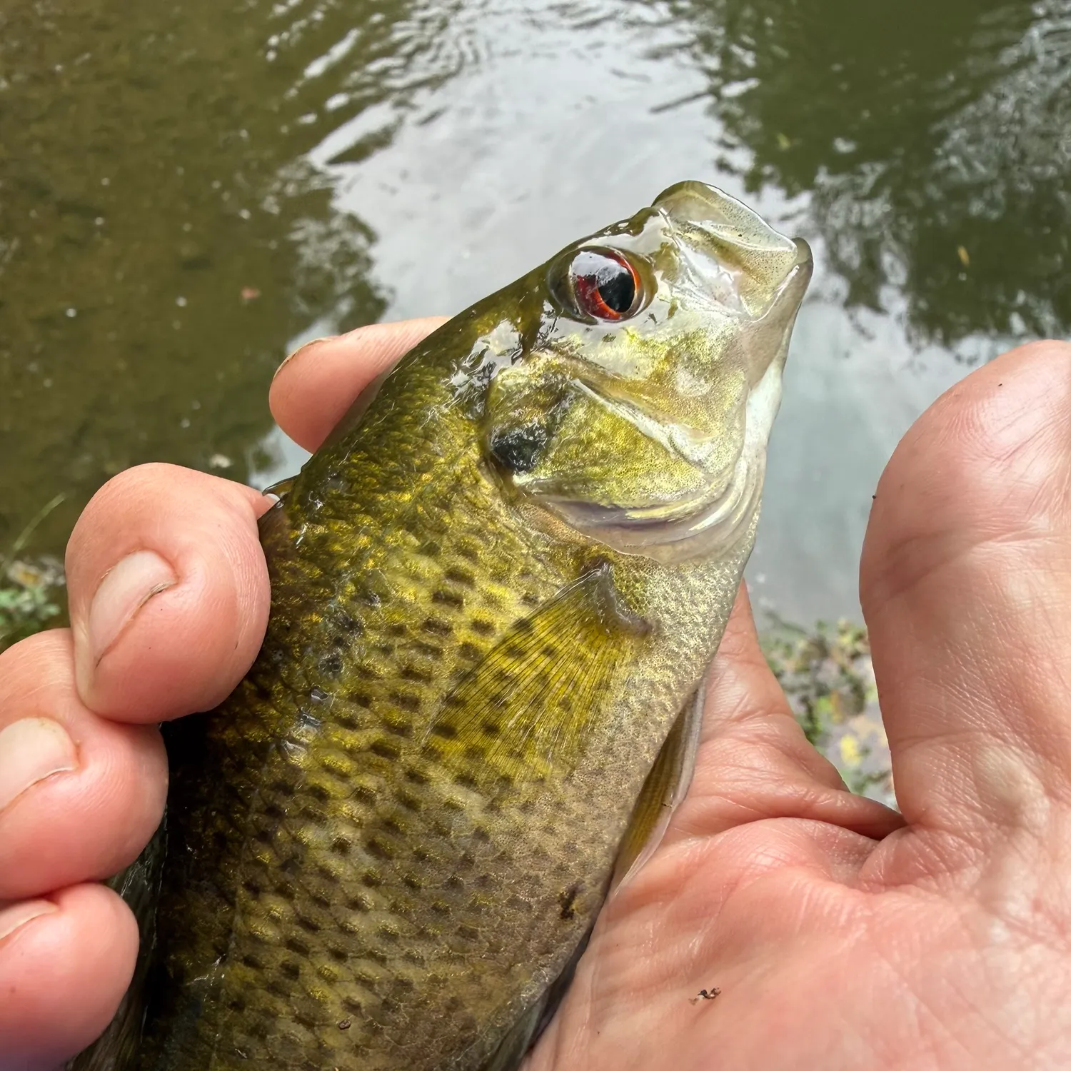 Rock bass caught on Fishbrain