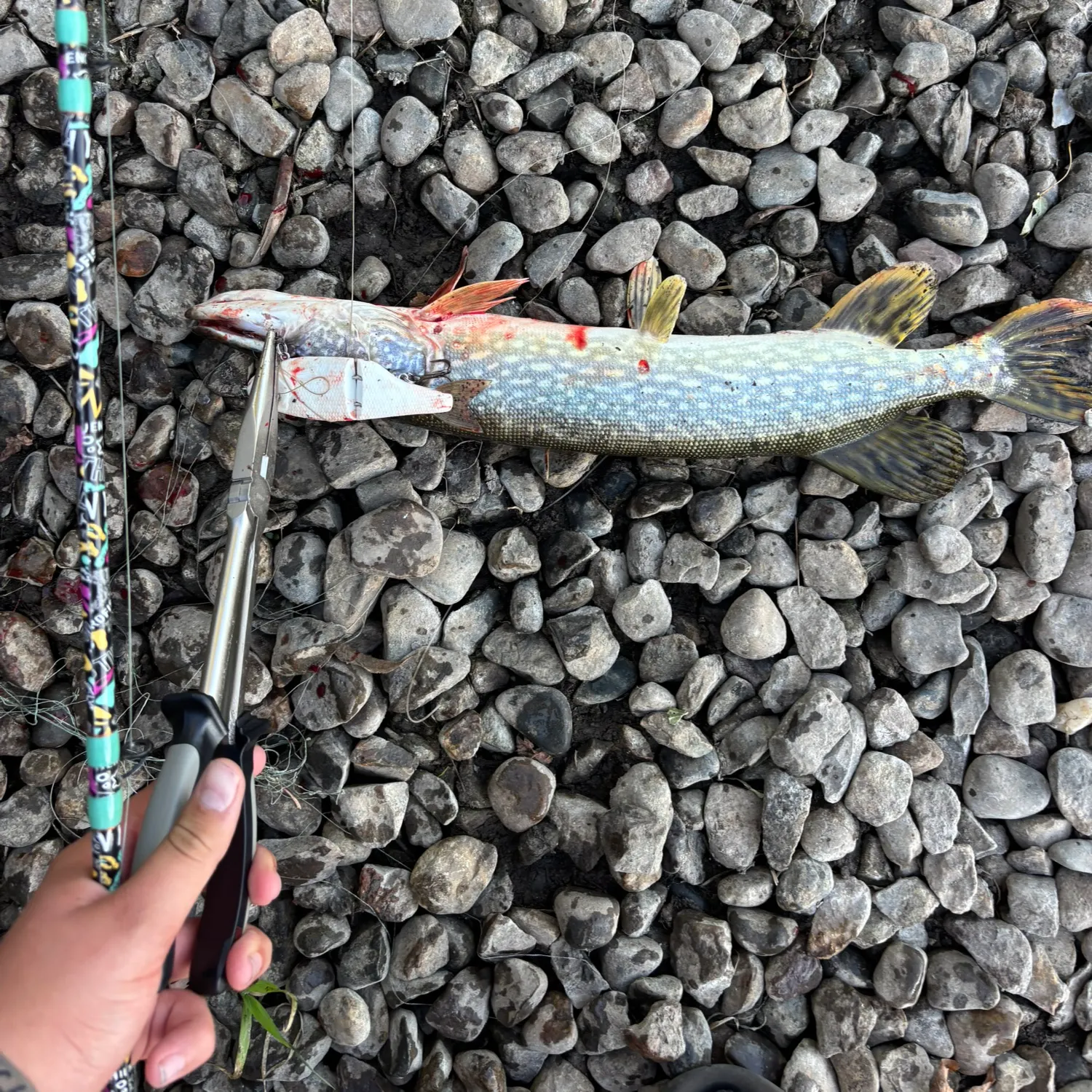 Northern pike caught on Fishbrain