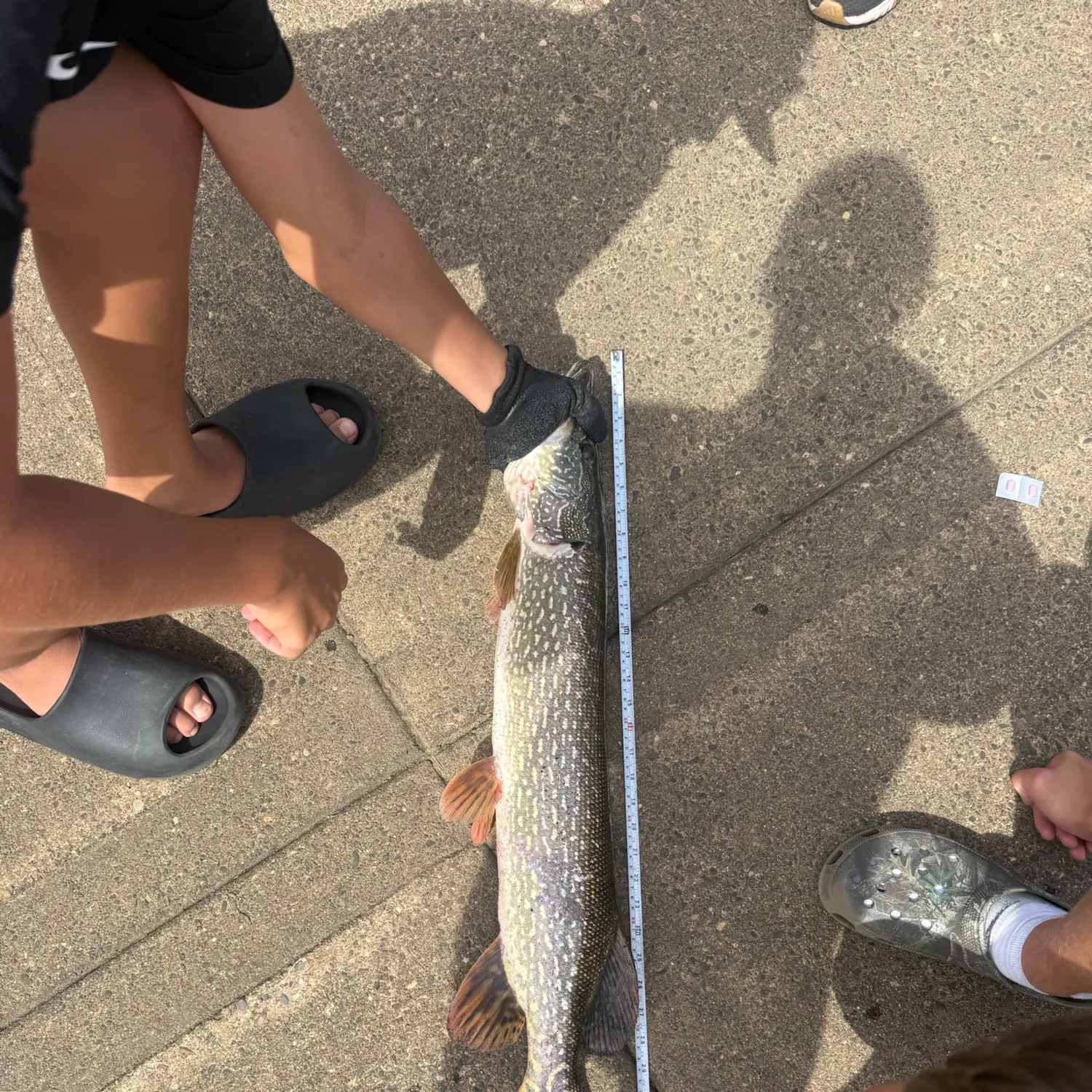 Northern pike caught on Fishbrain