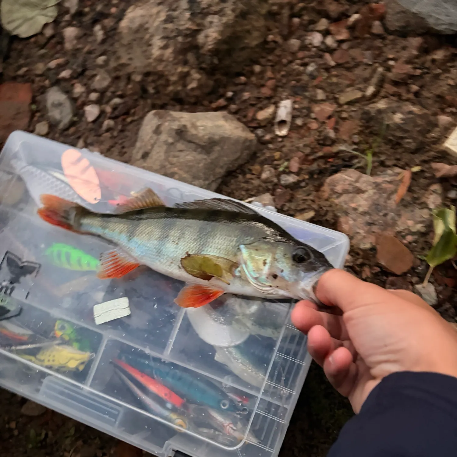 European perch caught on Fishbrain