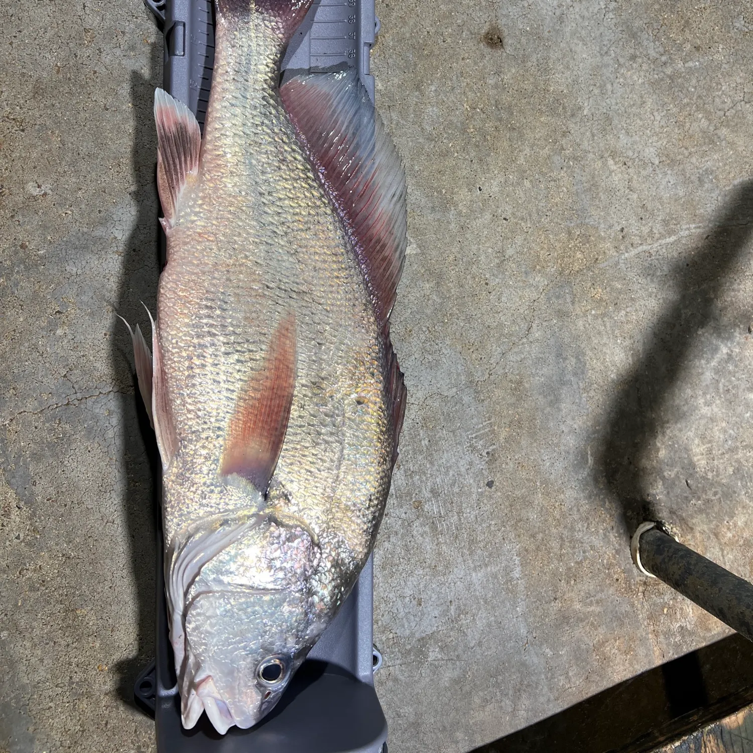 Freshwater drum caught on Fishbrain