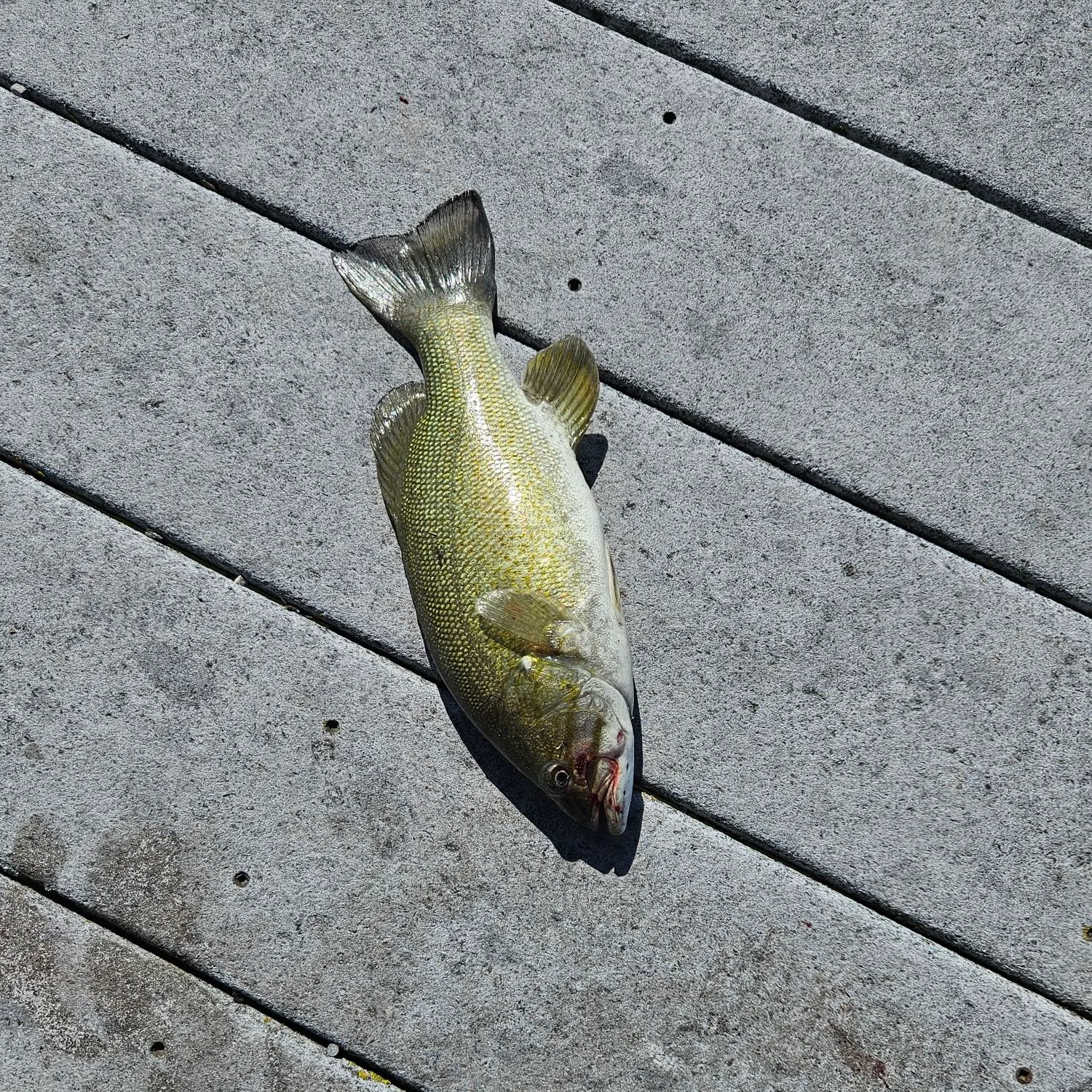 Smallmouth bass caught on Fishbrain
