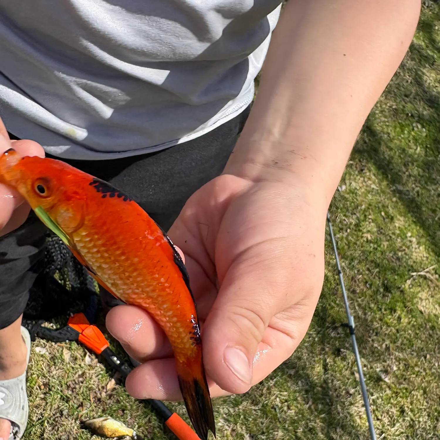 The most recent Goldfish catches on Fishbrain