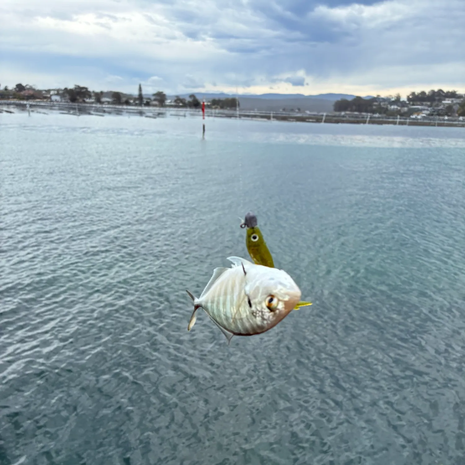 White trevally caught on Fishbrain