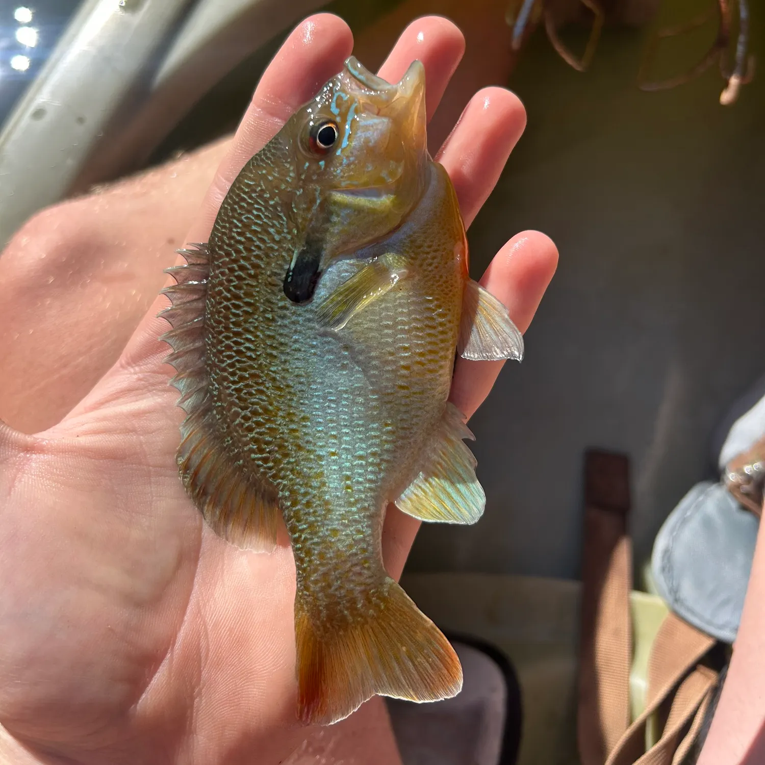 catch