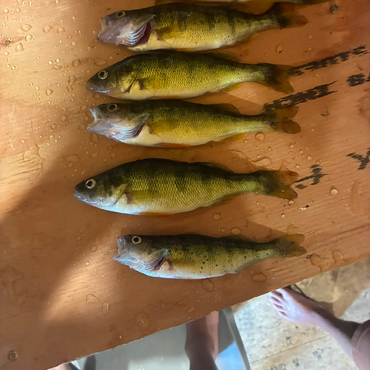 recently logged catches