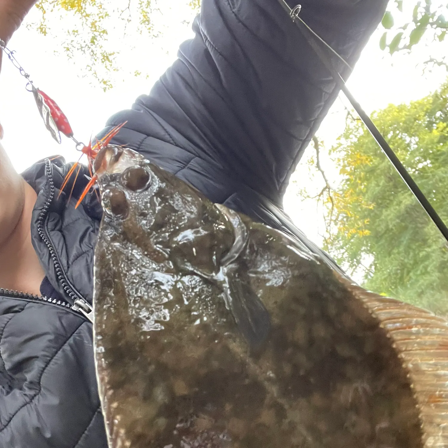 The most recent European flounder catches on Fishbrain