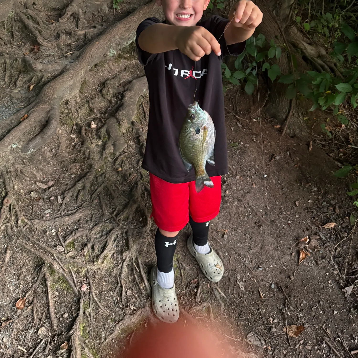 Bluegill caught on Fishbrain