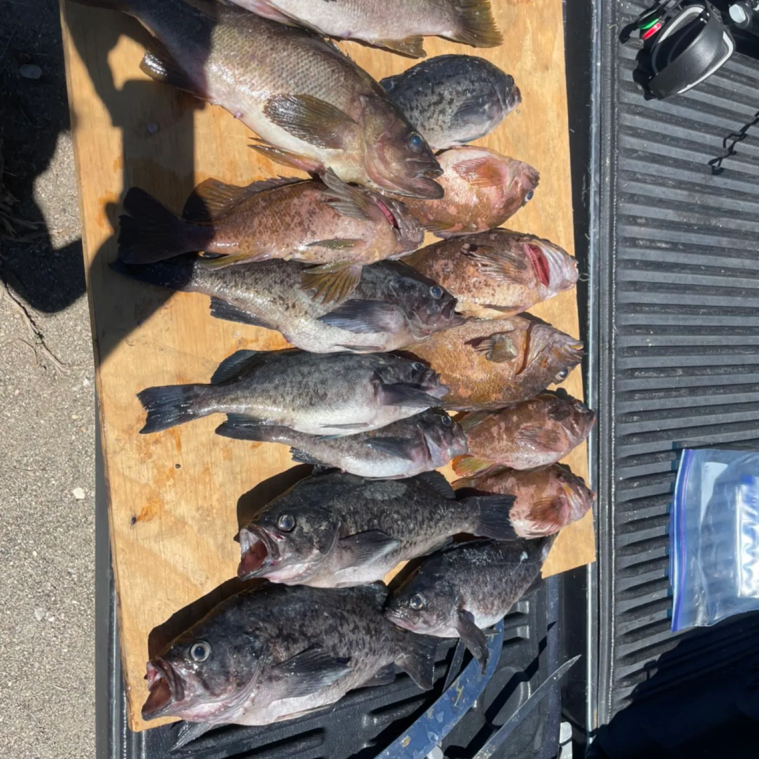 recently logged catches