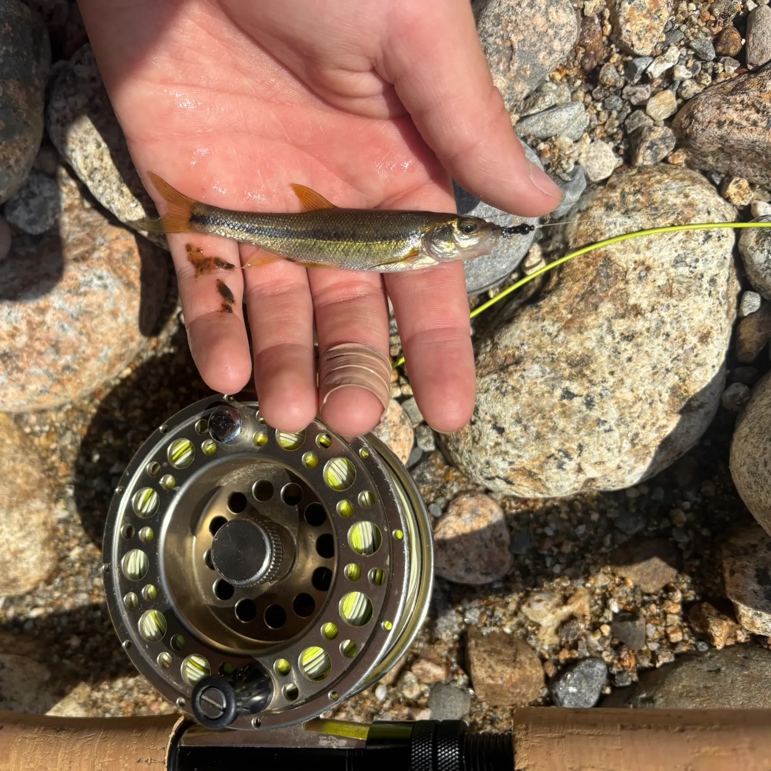 The most recent Dark chub catches on Fishbrain