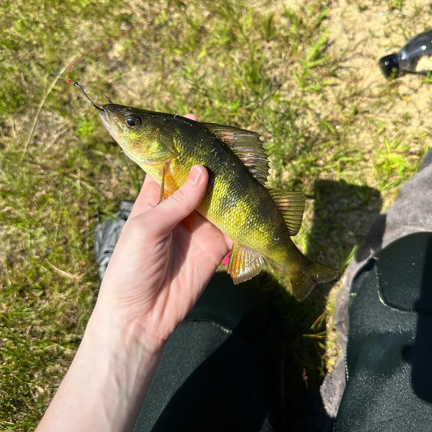 Yellow perch caught on Fishbrain