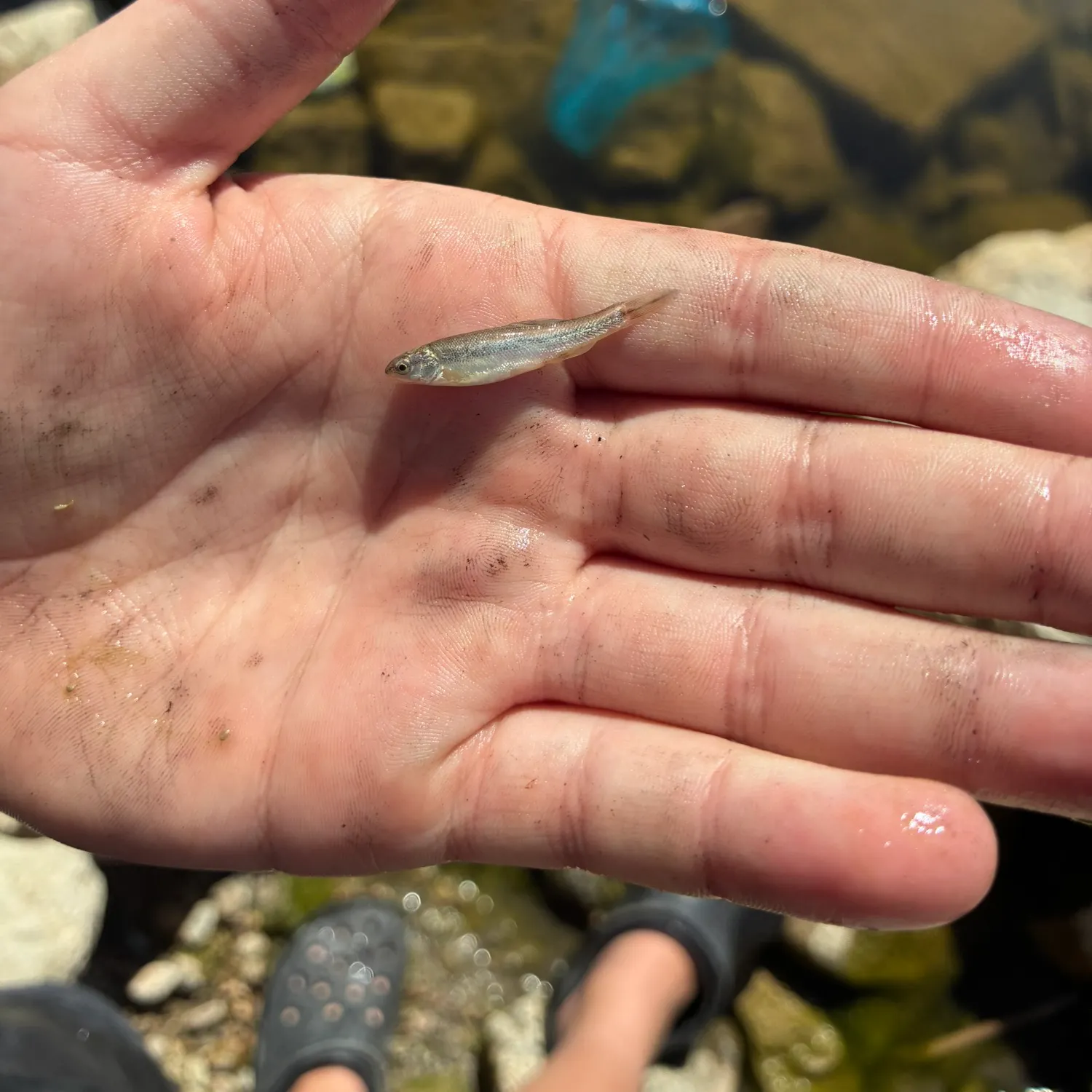 The most recent Northern cisco catches on Fishbrain