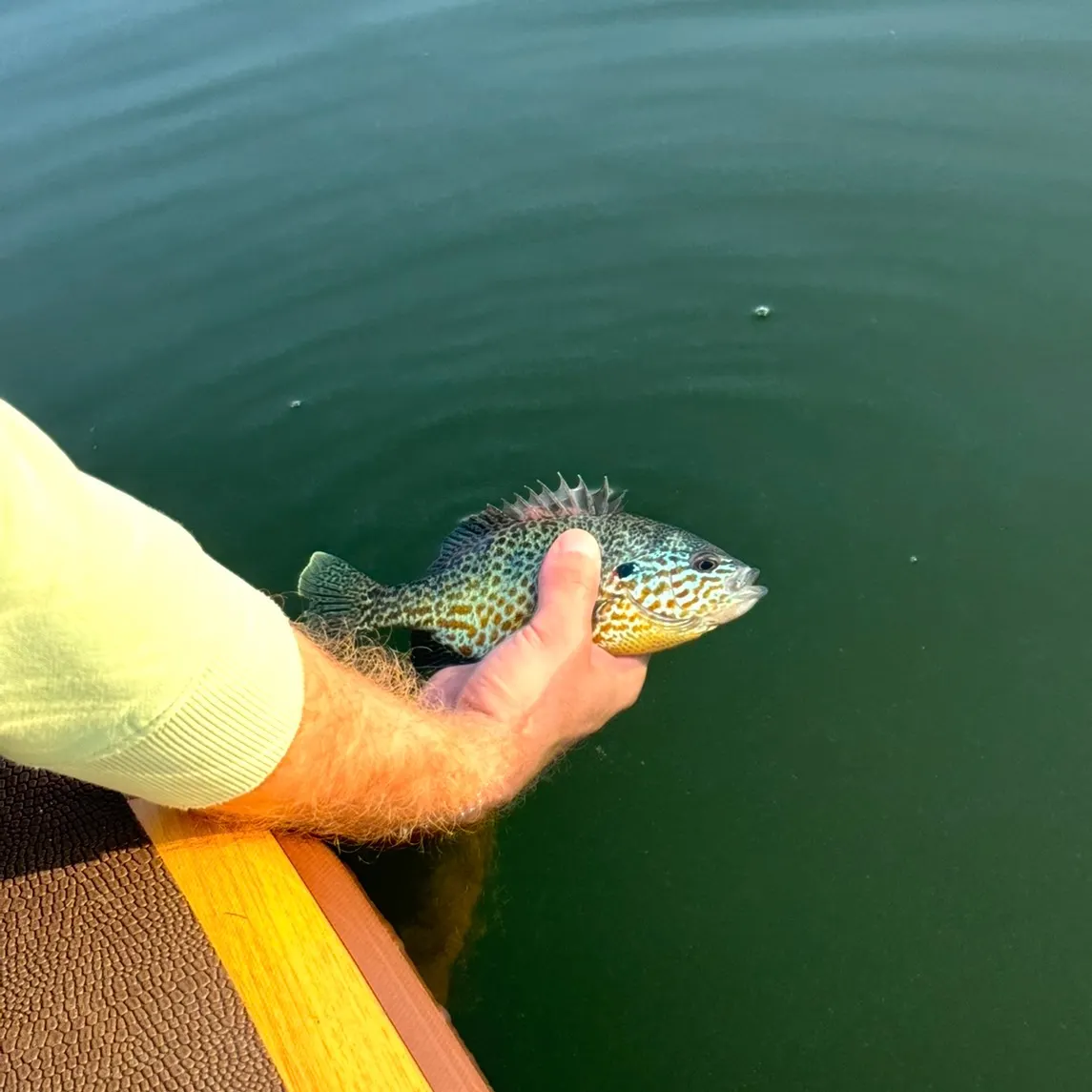The most recent Northern sunfish catches on Fishbrain
