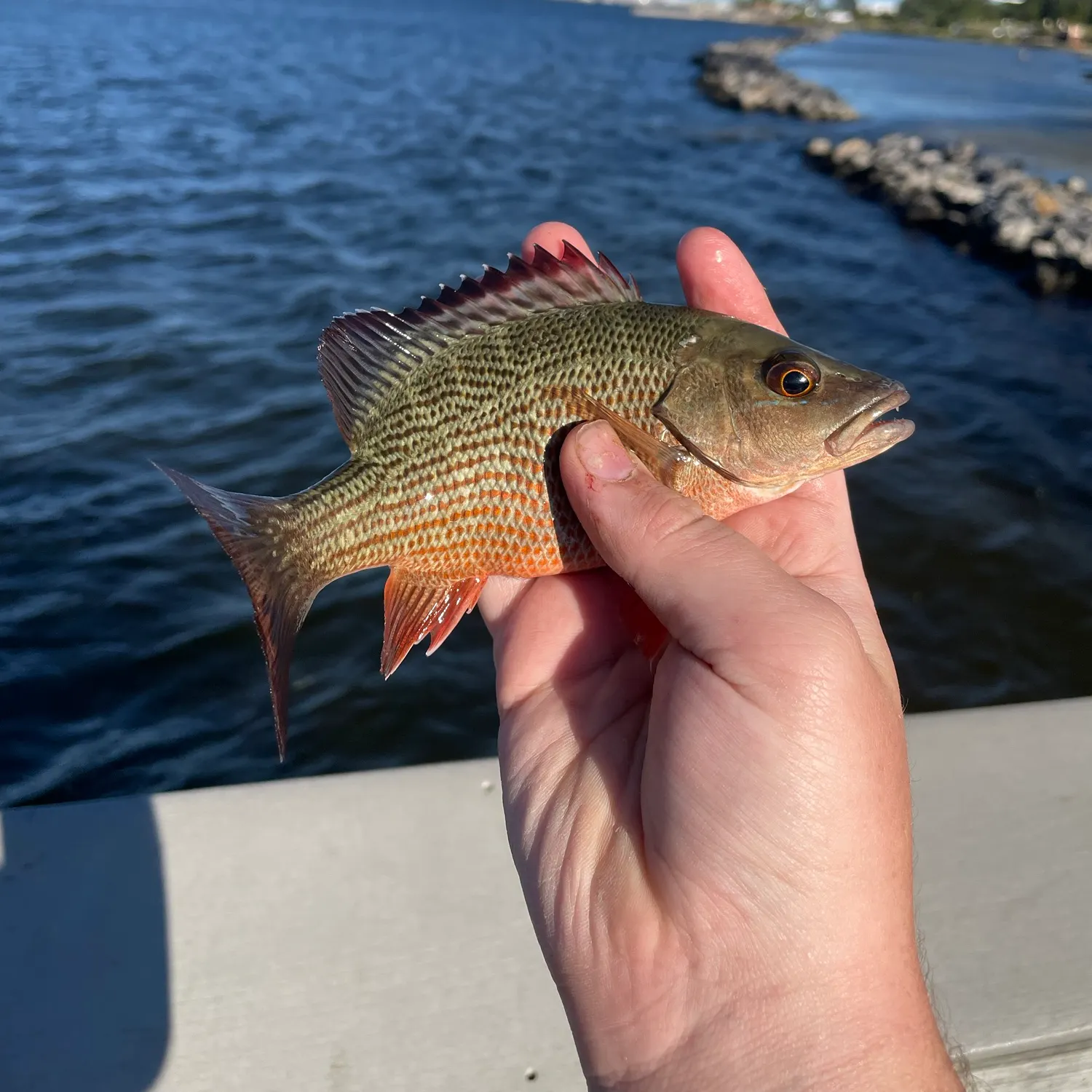The most recent Mangrove snapper catches on Fishbrain