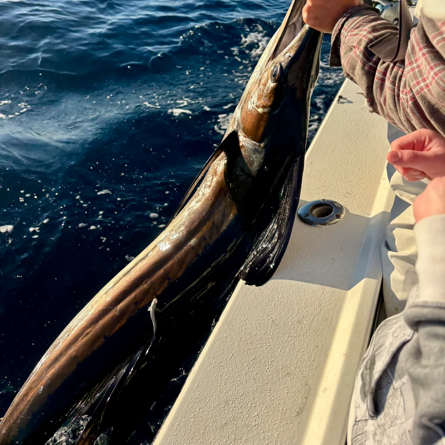 The most recent Atlantic sailfish catches on Fishbrain