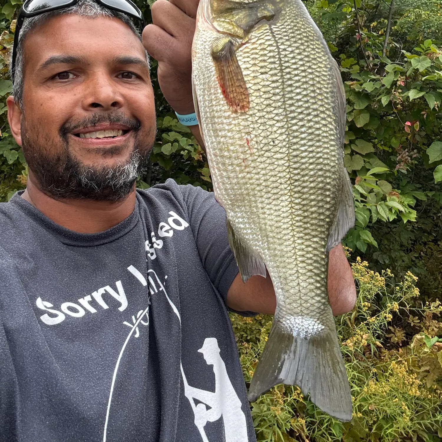 White perch caught on Fishbrain
