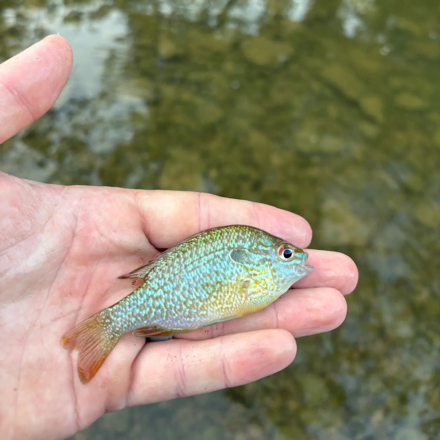 Longear sunfish caught on Fishbrain