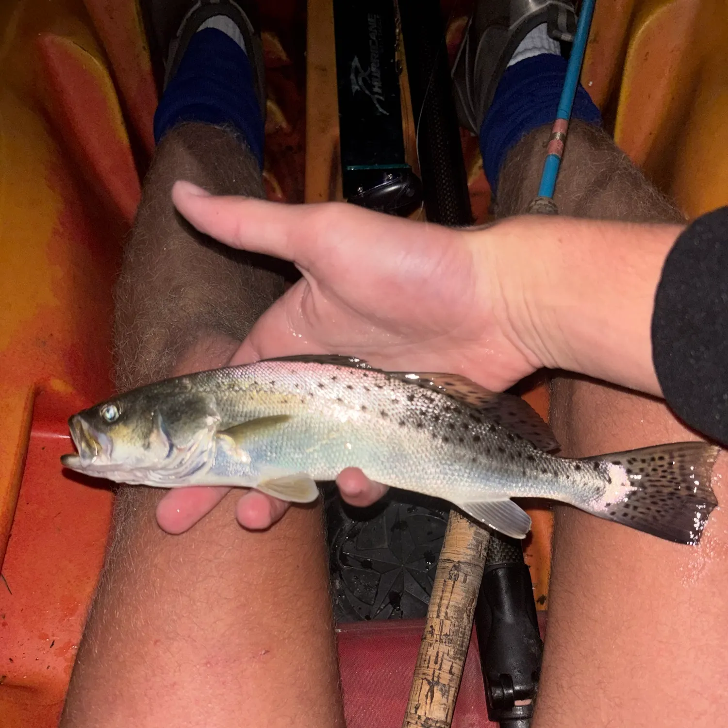 Spotted seatrout caught on Fishbrain