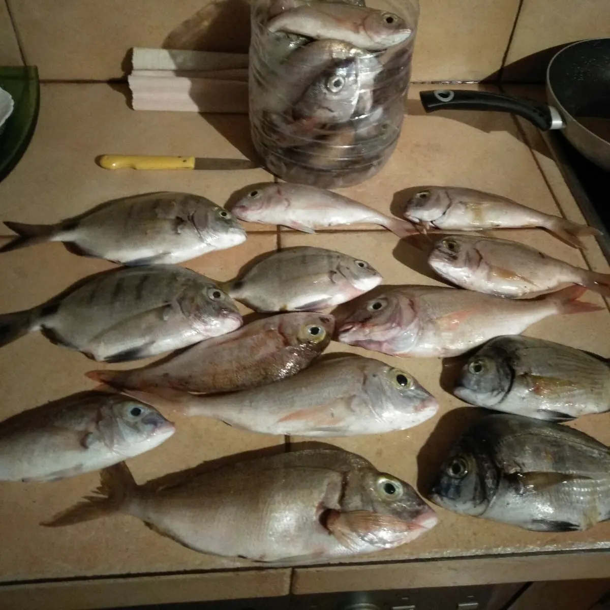 recently logged catches