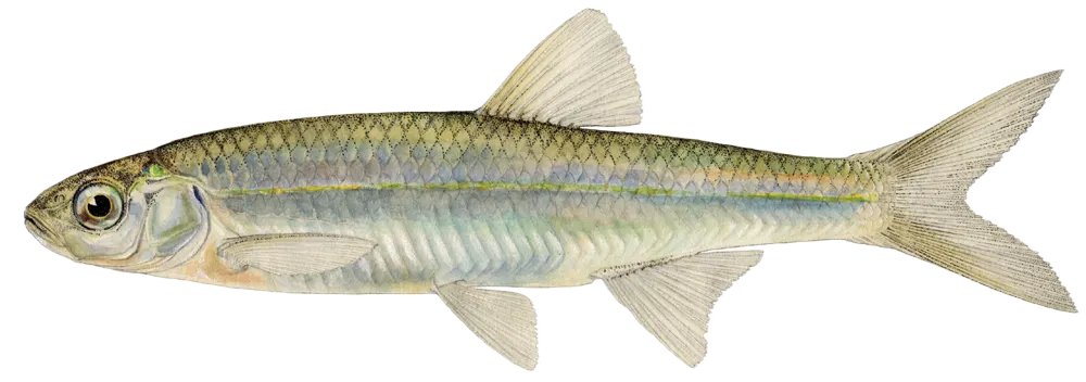 Emerald shiner