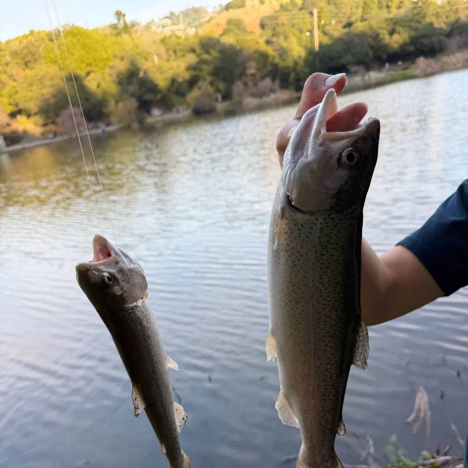 recently logged catches