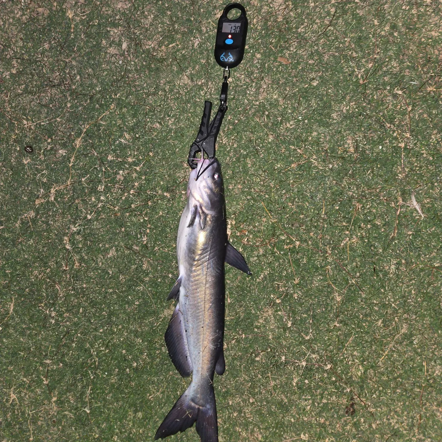 Channel catfish caught on Fishbrain