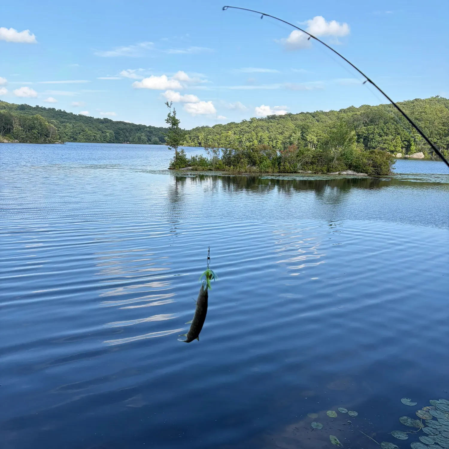 Muskie caught on Fishbrain