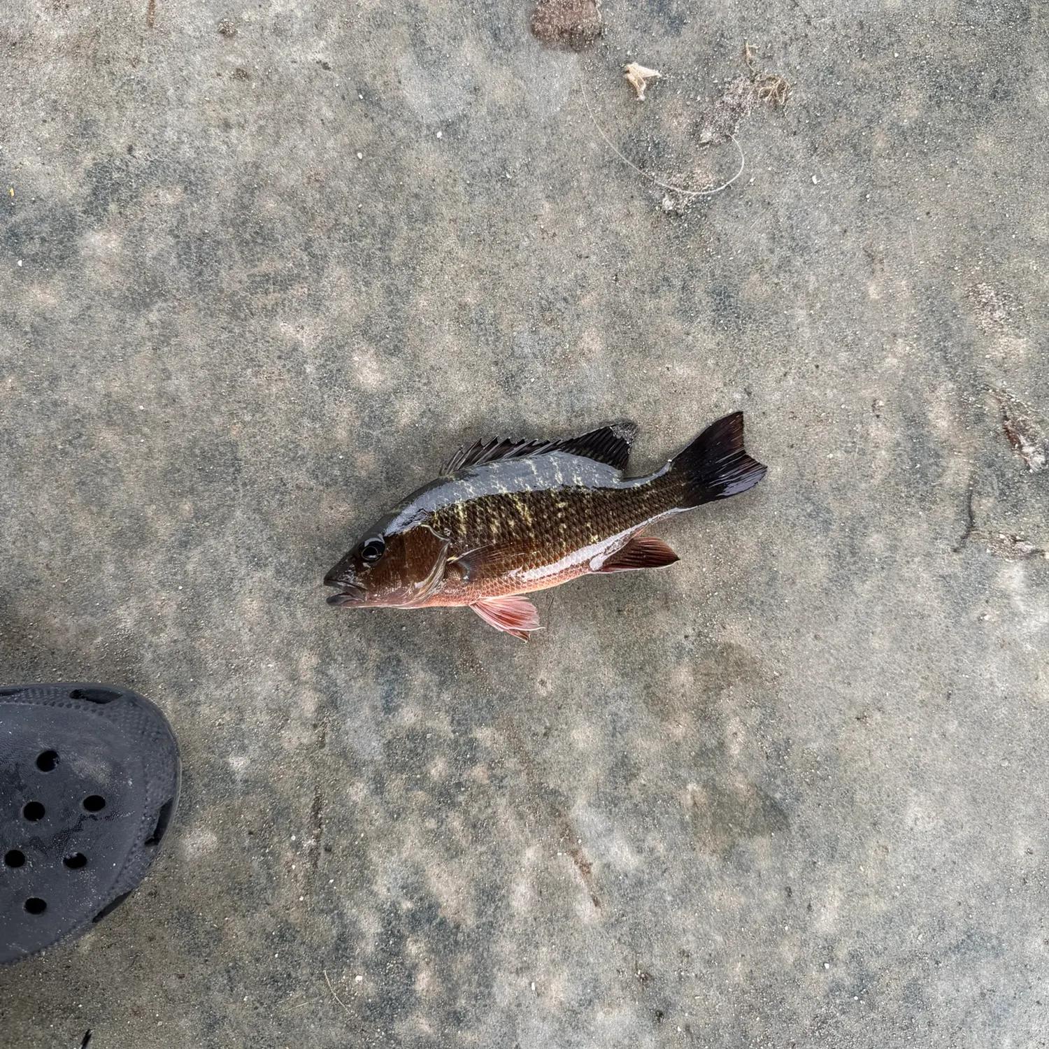 The most recent Mangrove snapper catches on Fishbrain