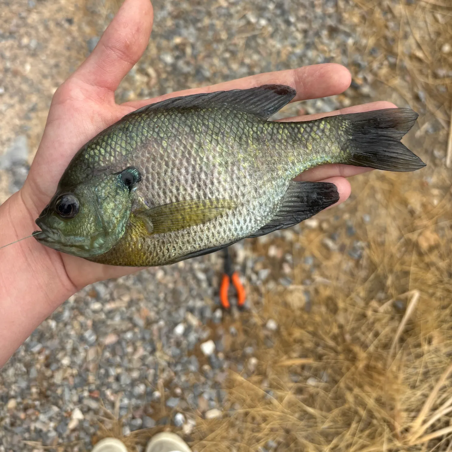 Bluegill caught on Fishbrain