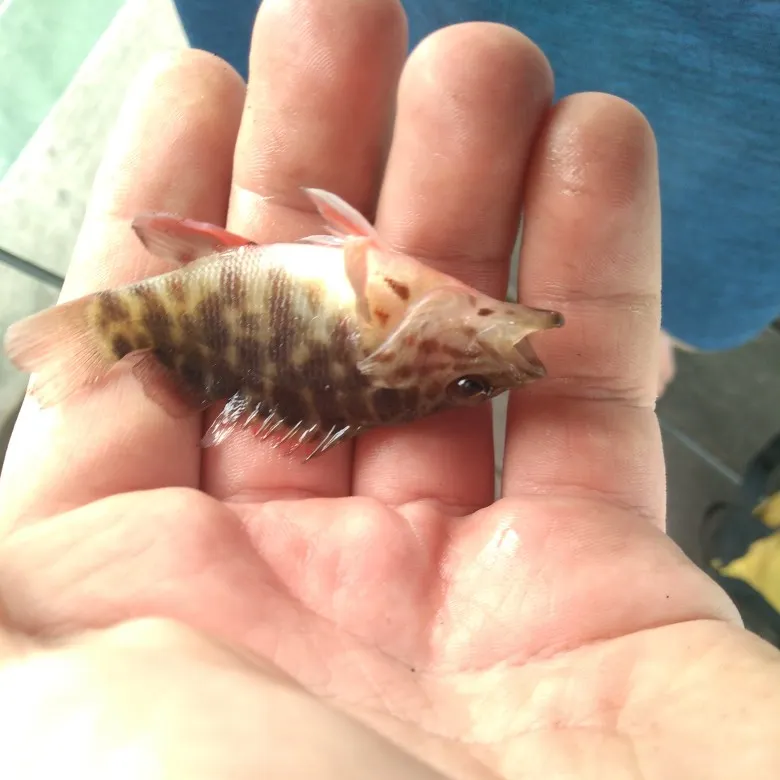 The most recent Jameson's Seaperch catches on Fishbrain