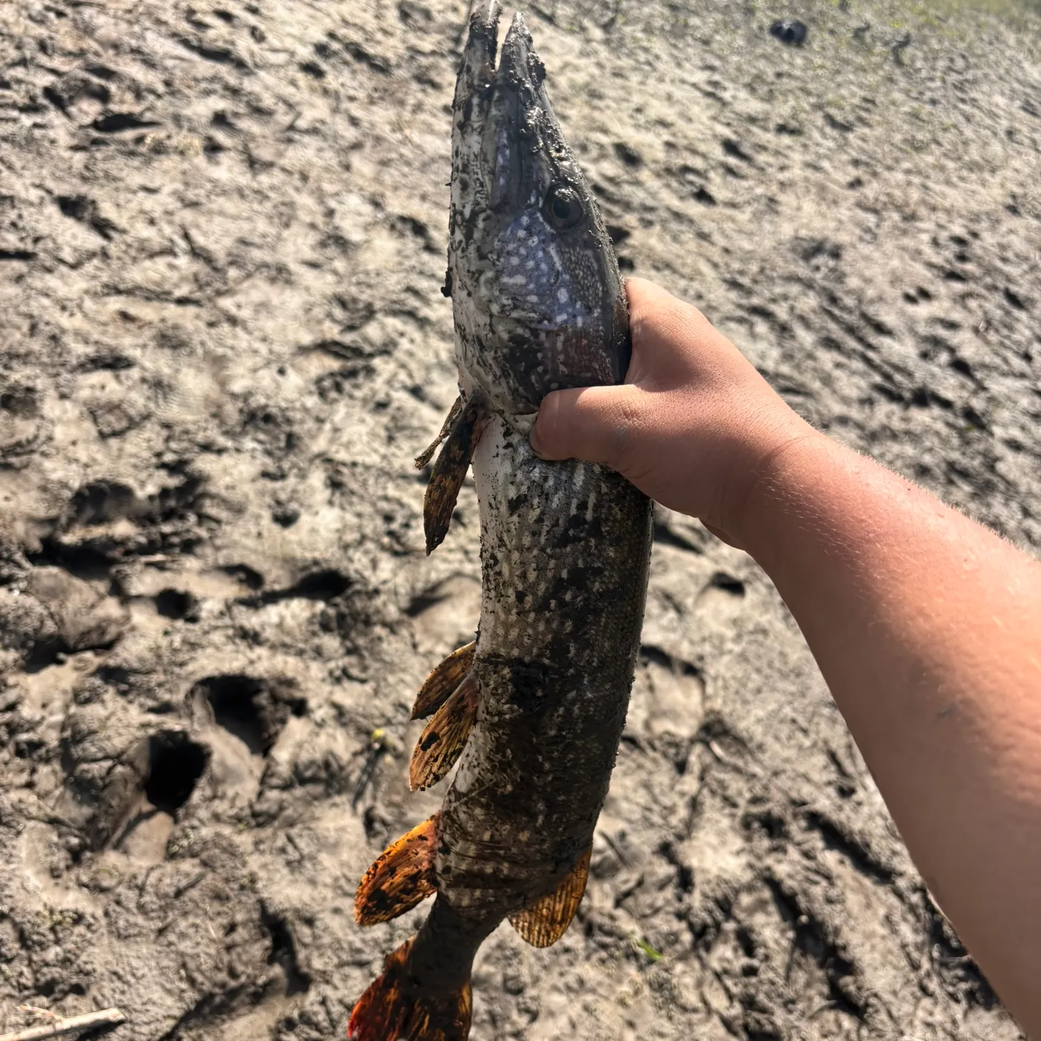 The most recent Northern pike catches on Fishbrain
