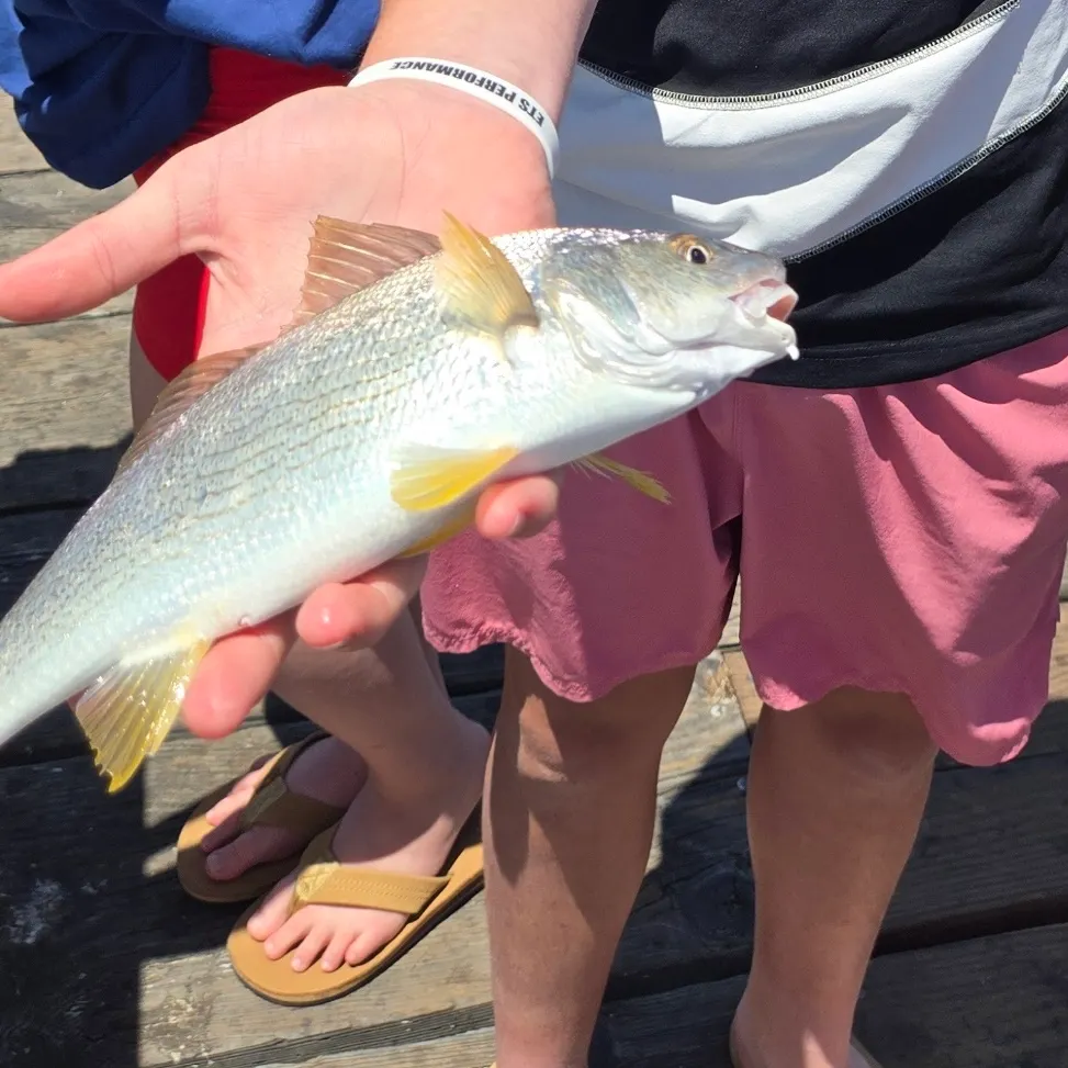The most recent Yellowfin croaker catches on Fishbrain