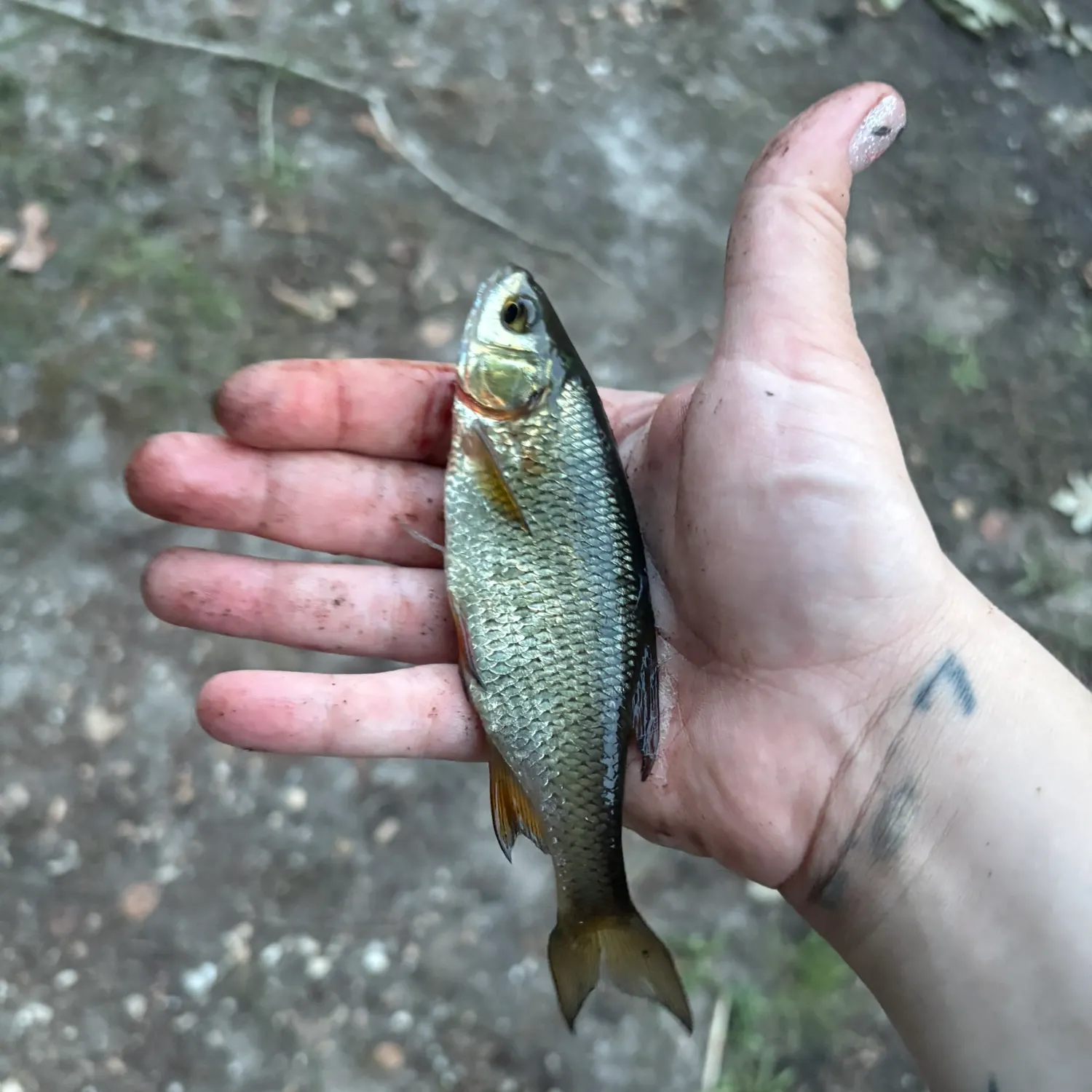 Golden shiner caught on Fishbrain